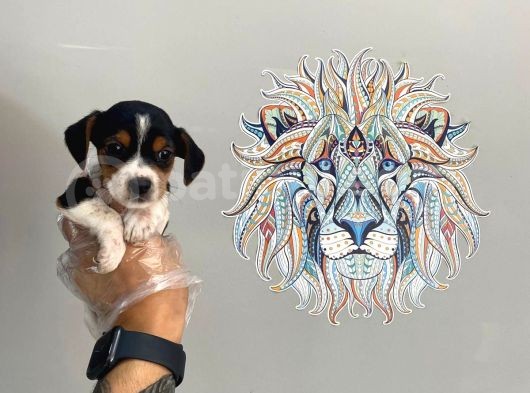 Orj. Babyface Beagle Bebeklerimiz görsel