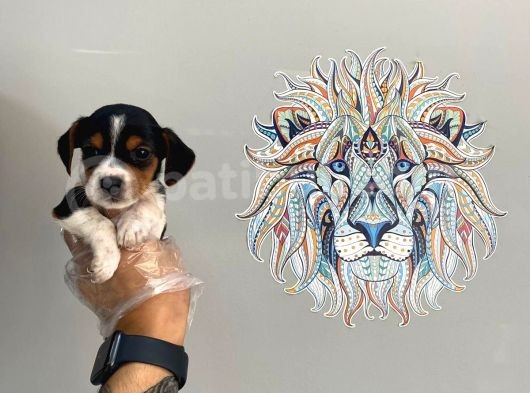 Orj. Babyface Beagle Bebeklerimiz görsel