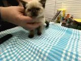 Minik Kızımız