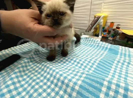 Minik Kızımız