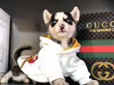 Safkan Husky Yavrularım