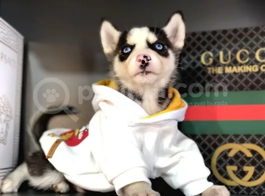 Safkan Husky Yavrularım