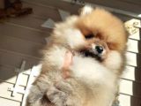 Safkan Ev Doğumlu Uygun Fiyat Pomeranian Boo