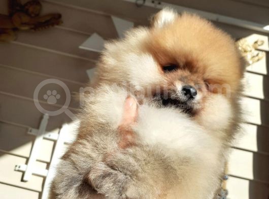 Safkan Ev Doğumlu Uygun Fiyat Pomeranian Boo görsel