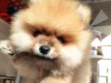 Safkan Ev Doğumlu Uygun Fiyat Pomeranian Boo