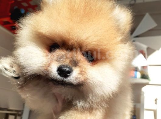 Safkan Ev Doğumlu Uygun Fiyat Pomeranian Boo görsel