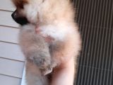 Safkan Ev Doğumlu Uygun Fiyat Pomeranian Boo