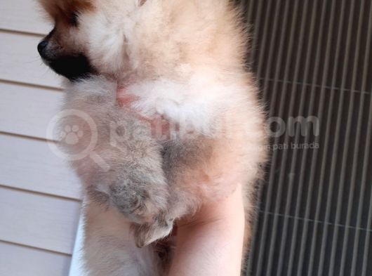 Safkan Ev Doğumlu Uygun Fiyat Pomeranian Boo görsel