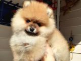 Safkan Ev Doğumlu Uygun Fiyat Pomeranian Boo