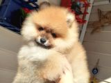 Safkan Ev Doğumlu Uygun Fiyat Pomeranian Boo