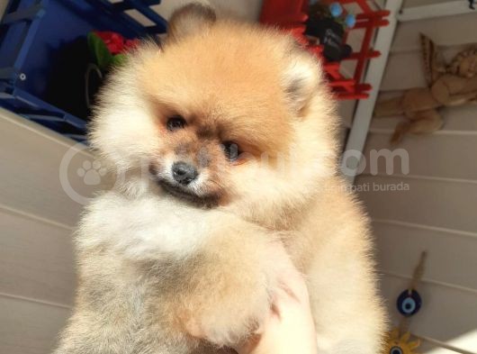 Safkan Ev Doğumlu Uygun Fiyat Pomeranian Boo görsel