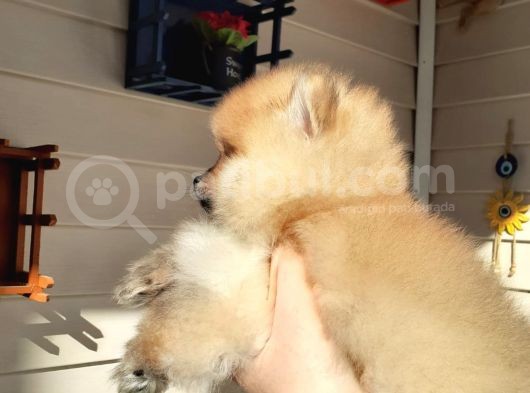 Safkan Ev Doğumlu Uygun Fiyat Pomeranian Boo görsel