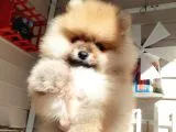 Safkan Ev Doğumlu Uygun Fiyat Pomeranian Boo