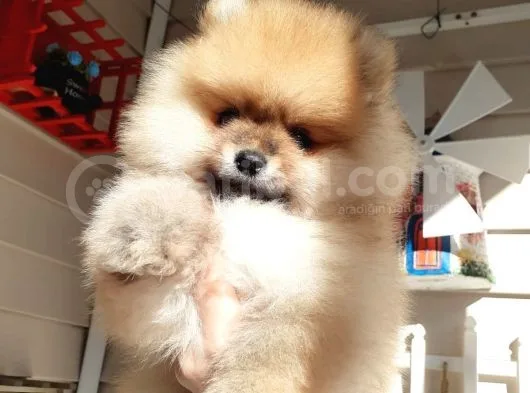 Safkan Ev Doğumlu Uygun Fiyat Pomeranian Boo