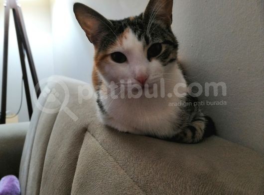 Gemlik Orhangazi Cad. Kayboldu Kızım Tarçın görsel