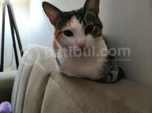 Gemlik Orhangazi Cad. Kayboldu Kızım Tarçın