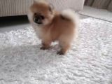 Safkan Ev Doğumlu Uygun Fiyat Pomeranian Boo
