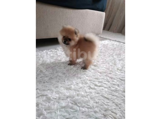 Safkan Ev Doğumlu Uygun Fiyat Pomeranian Boo görsel