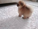 Safkan Ev Doğumlu Uygun Fiyat Pomeranian Boo