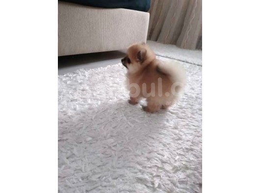 Safkan Ev Doğumlu Uygun Fiyat Pomeranian Boo görsel