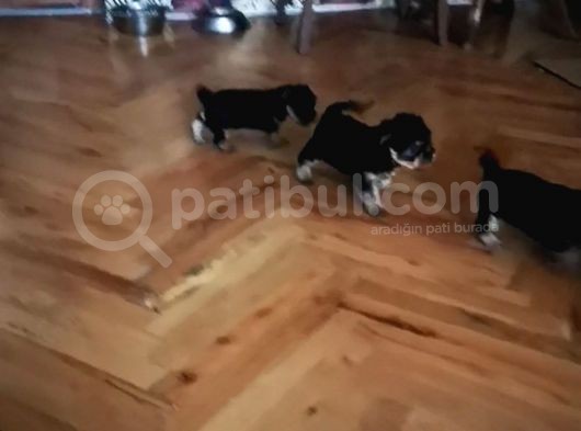 Yorkshaır Terrıer Yavrularımız görsel