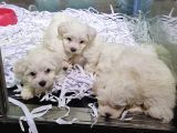 Antialerjik Tüy Yapısına Sahip Maltese Yavrularımız