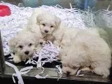 Antialerjik Tüy Yapısına Sahip Maltese Yavrularımız