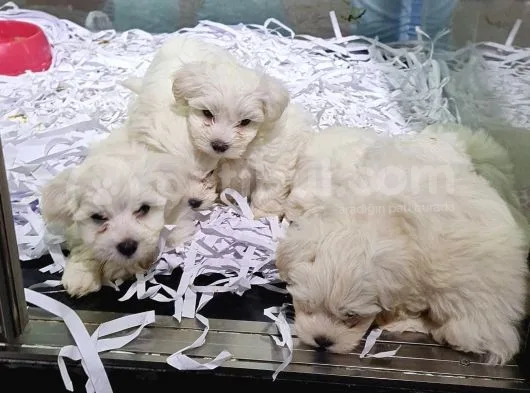Antialerjik Tüy Yapısına Sahip Maltese Yavrularımız
