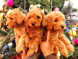 Ai̇leni̇zi̇n Yeni Üyesi Toy Poodle Yavrularımız
