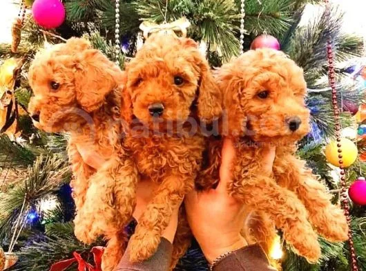 Ai̇leni̇zi̇n Yeni Üyesi Toy Poodle Yavrularımız
