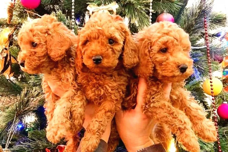 Ai̇leni̇zi̇n Yeni Üyesi Toy Poodle Yavrularımız
