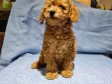 Günü Gelen Aşilari Yapilmiş Red Poodle