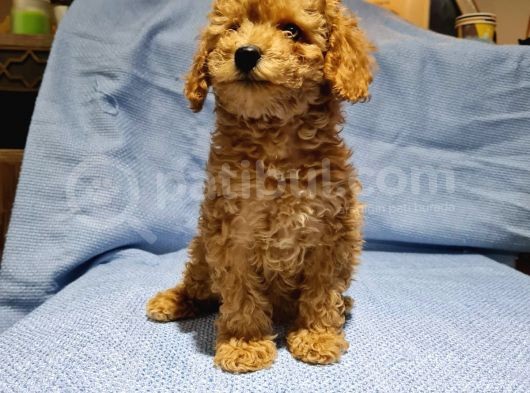 Günü Gelen Aşilari Yapilmiş Red Poodle görsel