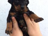 Doberman Yavruları