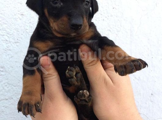Doberman Yavruları görsel