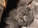 45 Günlük Dişi Scottish Fold Yavrumuz