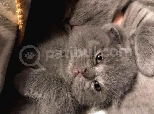 45 Günlük Dişi Scottish Fold Yavrumuz görsel