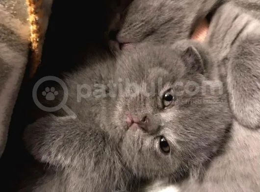 45 Günlük Dişi Scottish Fold Yavrumuz