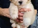 Si̇ri̇n Malti̇po Yavrumuz Yeni̇ Ai̇lesi̇ni̇ Bekli̇yor
