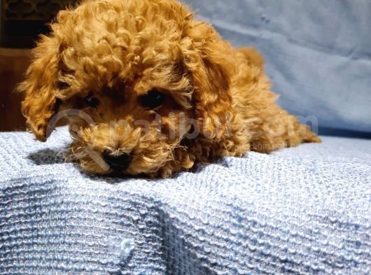 Günü Gelen Aşilari Yapilmiş Red Poodle görsel