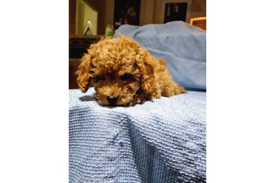 Günü Gelen Aşilari Yapilmiş Red Poodle