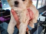 Irk Garantili 2 Aylık Maltipoo Yavrumuz