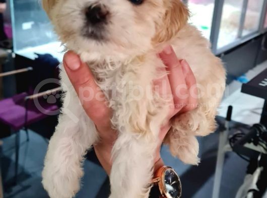 Irk Garantili 2 Aylık Maltipoo Yavrumuz görsel