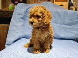 Toy Poodle Yavrularimiz