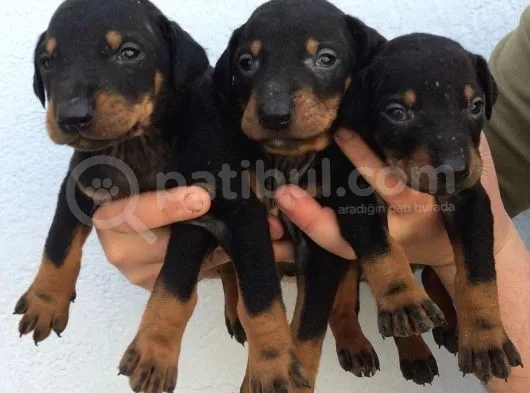 Doberman Yavruları