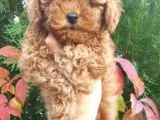 Sehir Hayatına Uygun Toy Poodle Yavrular