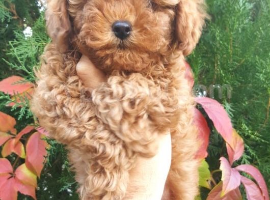 Sehir Hayatına Uygun Toy Poodle Yavrular görsel