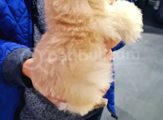2.5 Aylık Maltese Yavrumuz görsel