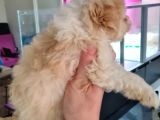 Irk Garantili 2 Aylık Maltipoo Yavrumuz