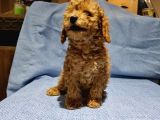 Toy Poodle Yavrularimiz